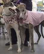 marshallgreyhounds.com Charile