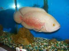 cichlids.com Charkie