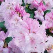 rhododendrons.com Charlese