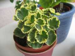 fiaspelargoner.se Charlice