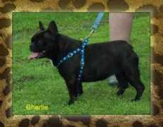 bulldogsbyliz.com Charliea