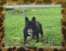 bulldogsbyliz.com Charlieb