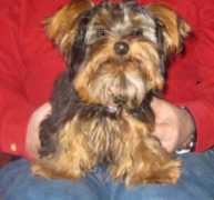 yorkietalk.com Charlieboy
