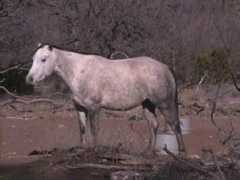 windquarterhorses.com Charlot