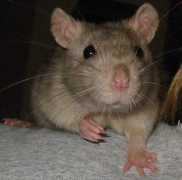 ratballs.com Charmin
