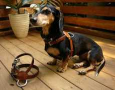 sasha-spirit.com Charness