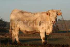 fotolibra.com Charolais
