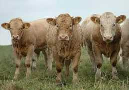 stackyard.com Charolais