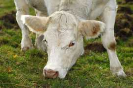 zoonar.com Charolais