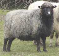 bideaweefarm.com Charollet