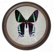 butterflies.com.ua Charonda