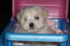 dailypuppy.com Chassing