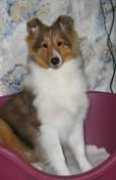 eldeeshelties.com Chatana