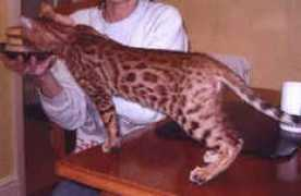 bestofbreeds.com Chataya