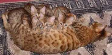 catteries.org.uk Chataya