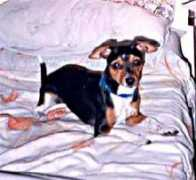 mascotamigas.com Chatina