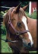 cesamarabians.com Chatira
