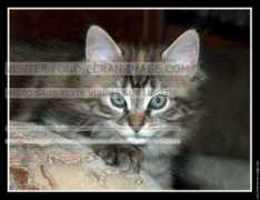 fond-ecran-image.com Chatonne