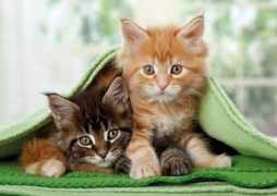 puzzle-box.fr Chatons