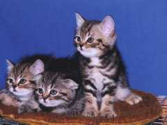absolute3d.net Chatons