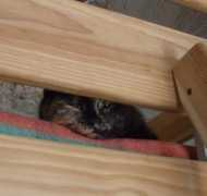 maisondelespoir.free.fr Chatterie