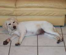 naissant33.free.fr Chautant