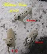 naissant33.free.fr Chautant