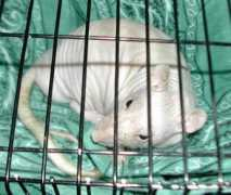 heavenlyacresforpets.com Chauve