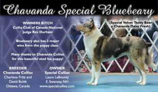 colliesonline.com Chavanda