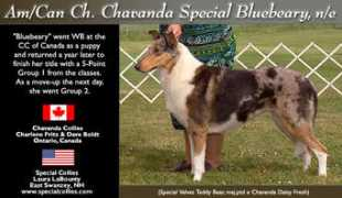 colliesonline.com Chavanda