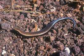 reptile-database.reptarium.cz Chavir