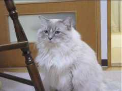 ragdoll.jp Chayama