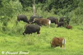 brucekekule.com Chayapol