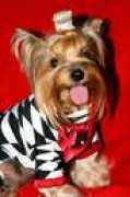 yorkiegang.invisionzone.com Chcha