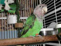 worldparrots.org Cheaky
