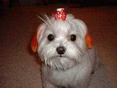dogster.com Chealyn