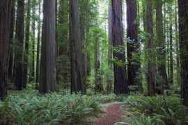 redwoodhikes.com Cheatham