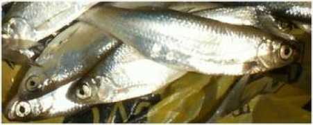 Chebaki