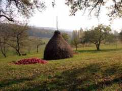 dumbravita.mmnet.ro Chechis