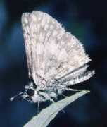 nathistoc.bio.uci.edu Checke