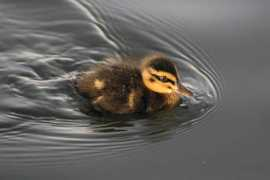 Cheep