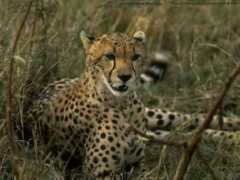 Cheetah