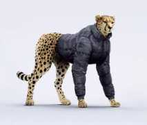 Cheetah