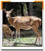 Cheetal