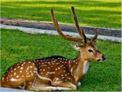Cheetal