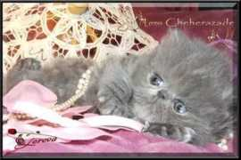 Cheherazade