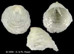 gastropods.com Cheila