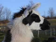 llamameadows.com Cheita