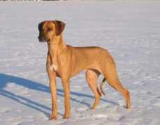 visit.se Chekesha