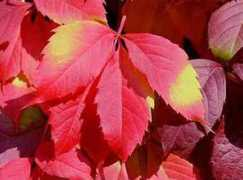 photoart.ru Chekir